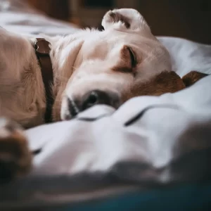 Clínica Mundo Pet