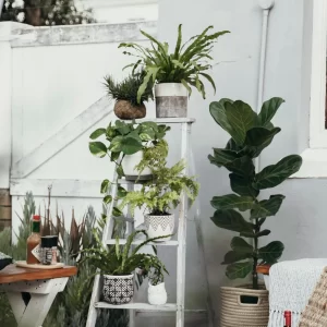 Viva Verde Plantas - Loja Virtual